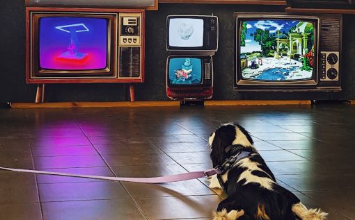 a black and white dog laying on the floor in front of televisions
